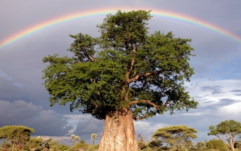 [rainbow-over-baobab-tree1-794x500%255B5%255D.jpg]