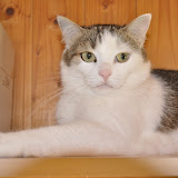 gatti 2012/2
