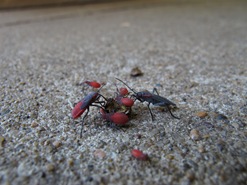 Red-shouldered bugs on crushed seed