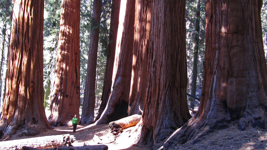 [Sequoia%2520NP25-13%2520Jan%25202012%255B4%255D.jpg]