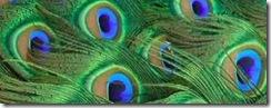 peacock_tail_feathers_close_up peacock_tail_feathers_close_up