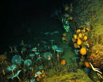 Fan worms (turquoise) and sponges (orange) currently dominate the underwater ecosystem under the sea ice in East Antarctica, but could be lost with an increase in sunlight reaching them. Photo: Graeme Clark / The University of New South Wales