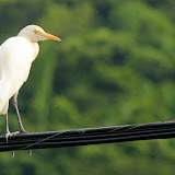 An Egret Sitting On A Cable - St. George's, Grenada