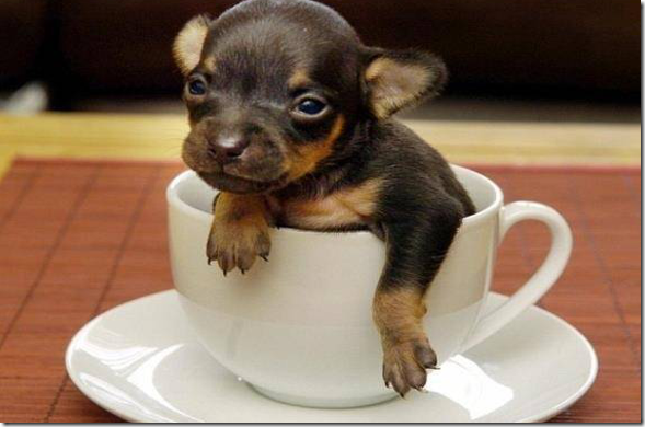 Chihuahua Chihuahua