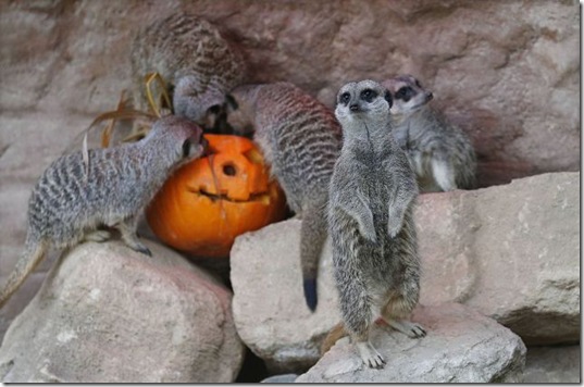 funny-animals-cute-17