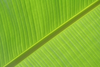 green green