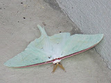 IMG_0388.jpg