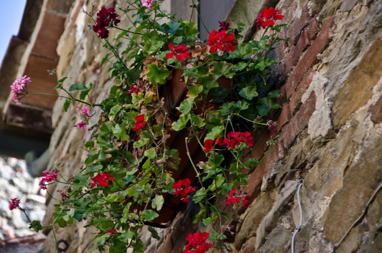 Flowers in Tuscany
