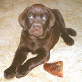 Pictures of my dog, my family and friend's dogs, and other creatures from around the world. Animals
