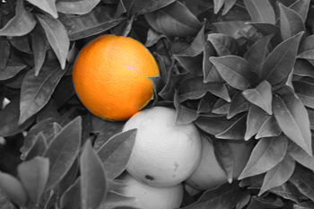 Laranja Laranja
