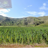 Plantação de quinoa - Cabanaconde