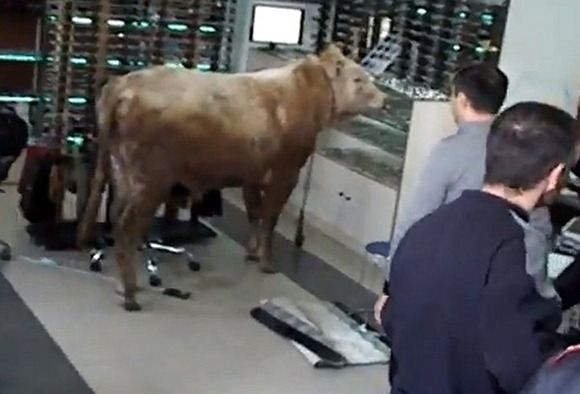 cow-in-a-store-in-Baku