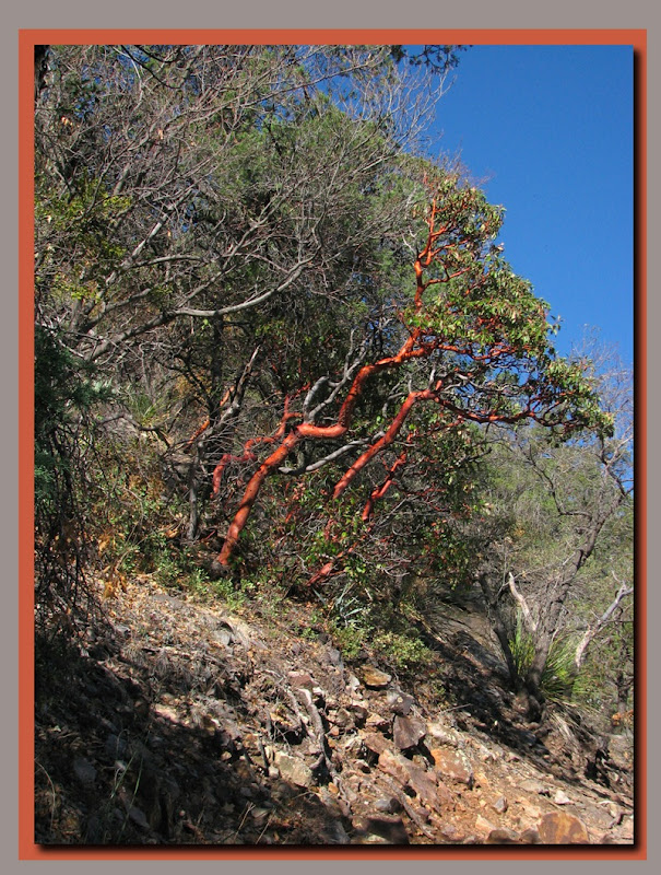 TX Madrone