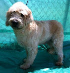DRAGO. Macho 8 años. Tímido, juguetón, tranquilo. En espera de una linda familia