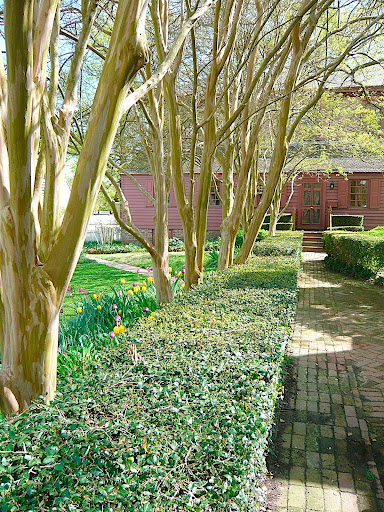 A lovely row of multi-trunk crape myrtle, Lagerstroemia indica. With multi trunk growth, you get a broader shade canopy and stronger graphic outline.
