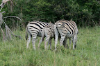 Zebra bums and ox pickers.