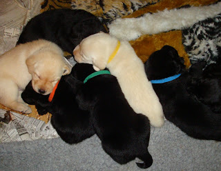 Shiner puppies,  well cared for, full, and content.