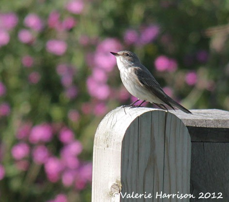 [spotted-flycatcher-1%255B2%255D.jpg]