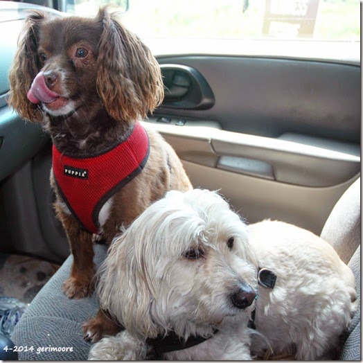 Doogie and Radar 001 Doogie and Radar 001