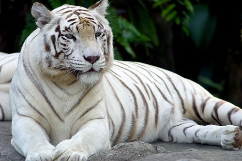 [white-tiger-115.jpg]