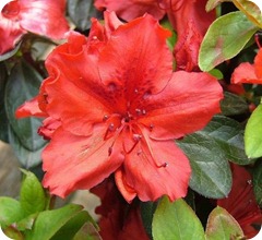 AzaleaJaponica_02 AzaleaJaponica_02