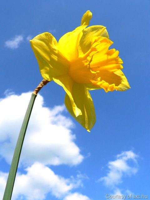 [Daffodil%2520smaller%255B12%255D.jpg]