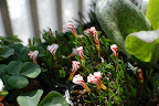 バーシカラー Oxalis versicolor