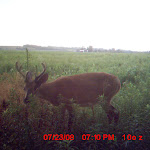 nichols deer 057.JPG