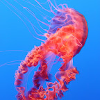 Le clou de l'ensemble, c'est leur expo sur les méduses, "Living Art" comme ils disent. Grâce a un fond bleu fluo et des éclairages de couleur sur les côtés, c'est vraiment magnifique.