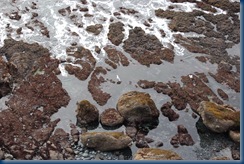 Yaquina Head lighthouse 025