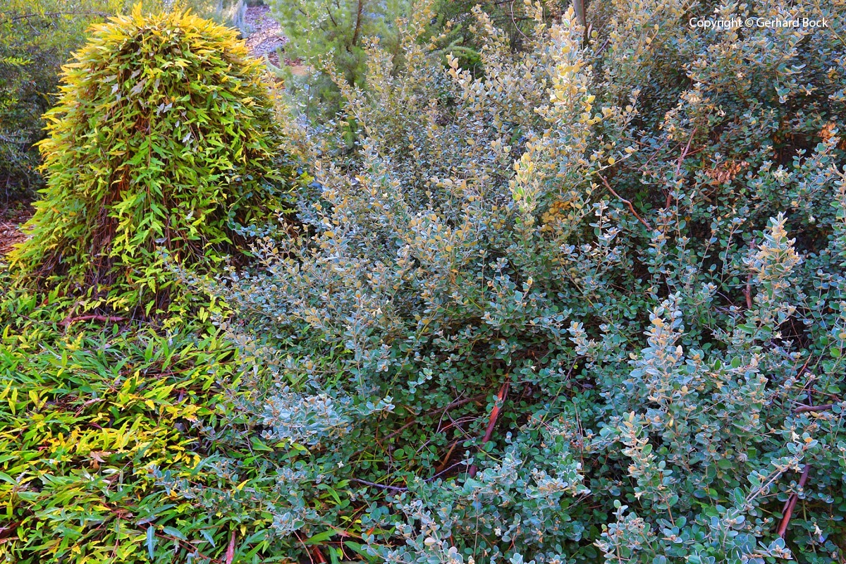 [131124_UCD_Arboretum_AustralianCollection_Correa-Ivory-Bells_04%255B5%255D.jpg]