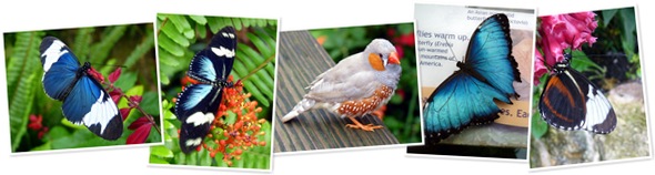 View FL MNH Butterfly Rainforest