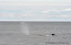 Sperm Whale blowing