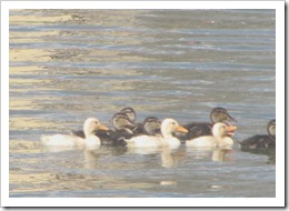 Florida vacation 3.12 baby ducks swimming with yellow ducklings