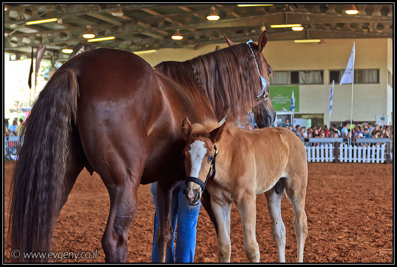 il/Фото: Stallion Show 2011 (20110416 stllion show 106 2499)