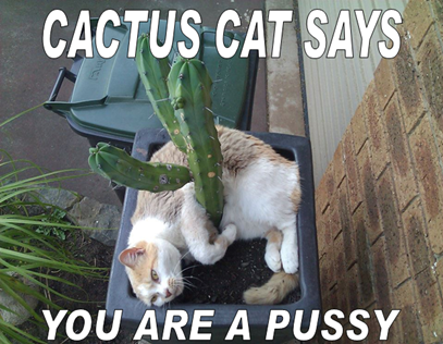 cactus cat one onecuckoosnest dot com