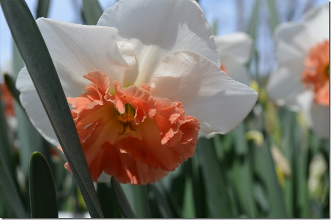 DSC_0096 DSC_0096
