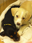 Even though cute blond Natasha will not be on today's show, she still offers her support to brunette Franky and hopes he gets the word out about adoption. (See link to Natasha's adoption info at end of the post.)