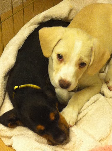 Even though cute blond Natasha will not be on today's show, she still offers her support to brunette Franky and hopes he gets the word out about adoption. (See link to Natasha's adoption info at end of the post.)