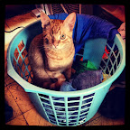 PICOLINO en su casa haciendo travesuras