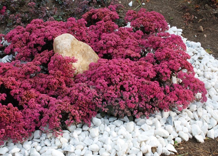 [Sedum%2520%2527Dazzleberry%2527%2520from%2520Chris%2520Hansen3%255B7%255D.jpg]