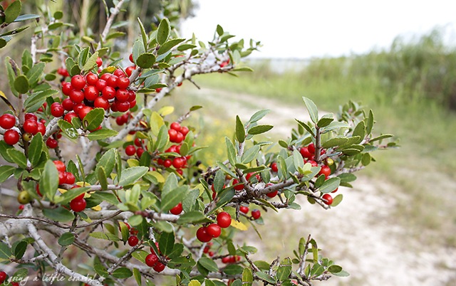 [berries%2520copy%255B5%255D.jpg]