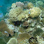 Swimming Amongst The Fish And The Coral - Oak Beach, Australia