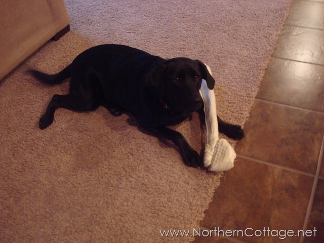 [puppy%2520bone%2540NorthernCottage.net%255B7%255D.jpg]