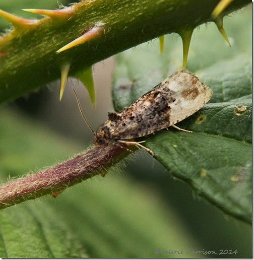 Marbled Orchard Tortrix Hedya nubiferana-2 Marbled Orchard Tortrix Hedya nubiferana-2