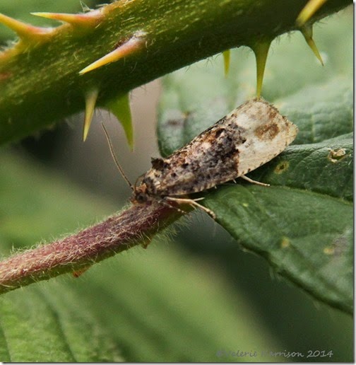 Marbled Orchard Tortrix Hedya nubiferana-2