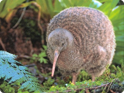 kiwi-uccello