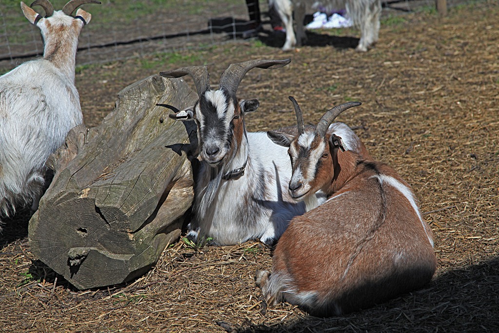 [29apr2012_Glenna%2520i%2520gamlebyen_0433%255B5%255D.jpg]