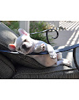 Never leave companion animals in the car or anywhere without shade, water and ventilation Never leave companion animals in the car or anywhere without shade, water and ventilation