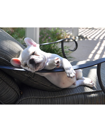 Never leave companion animals in the car or anywhere without shade, water and ventilation Never leave companion animals in the car or anywhere without shade, water and ventilation